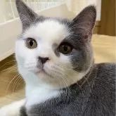 ブリティッシュショートヘア【山形県・男の子・2023年7月21日・ブルー&ホワイト】の写真1「骨太、体格良し‼️」