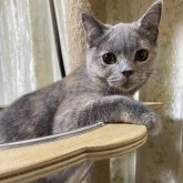 ブリティッシュショートヘア