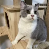 ブリティッシュショートヘア【山形県・男の子・2023年7月5日・ブルー&ホワイト】の写真2「お父さん譲りの、がっしりとした身体です！」