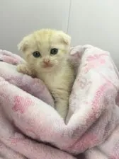 スコティッシュフォールド(折れ耳)【山形県・男の子・2020年3月18日・クリームタビー&ホワイト】の写真2