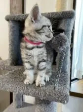 アメリカンショートヘア【山形県・女の子・2021年6月10日・シルバータビー】の写真3