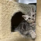 アメリカンショートヘア【山形県・女の子・2023年3月5日・シルバータビー】の写真5