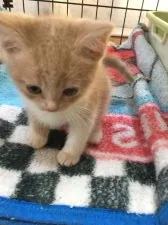 スコティッシュフォールド(立ち耳)【山形県・男の子・2019年10月7日・クリームタビー&ホワイト】の写真5