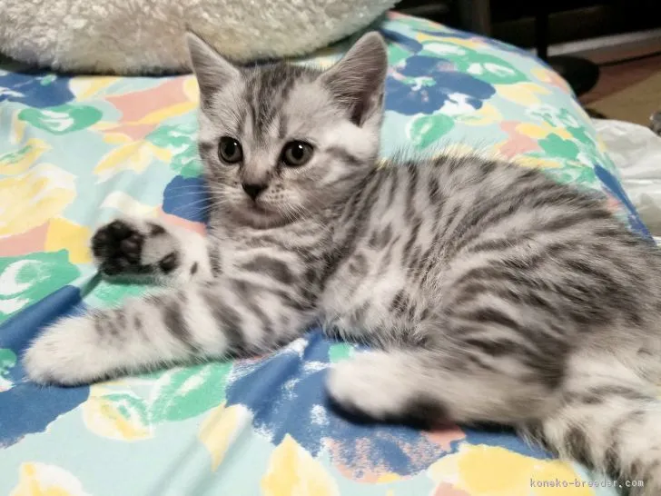 ブリすけ 様のお迎えした子猫