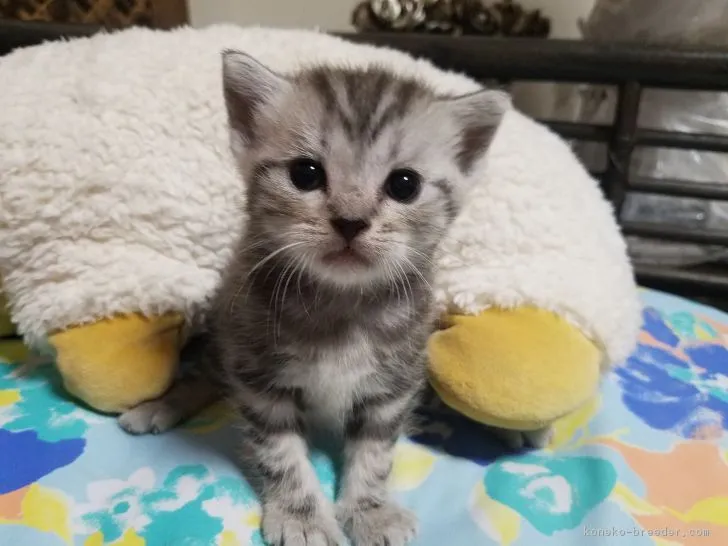 アメリカンショートヘア【神奈川県・男の子・2018年8月5日・シルバータビ-】の写真1