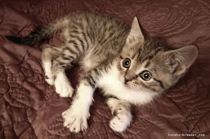 ID：2103-01688の子猫