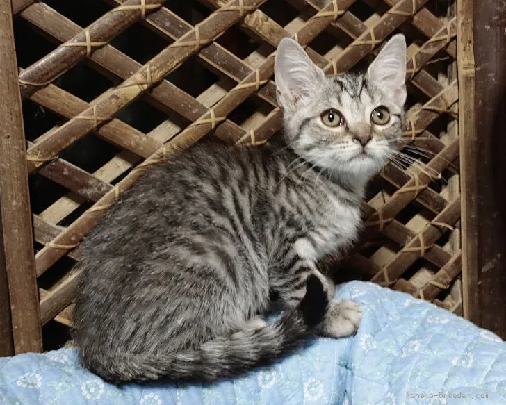 マツ 様のお迎えした子猫