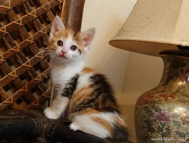 ID：2105-00193の子猫