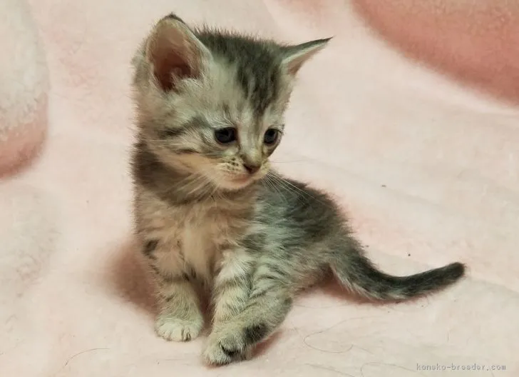 林 由利子 様のお迎えした子猫