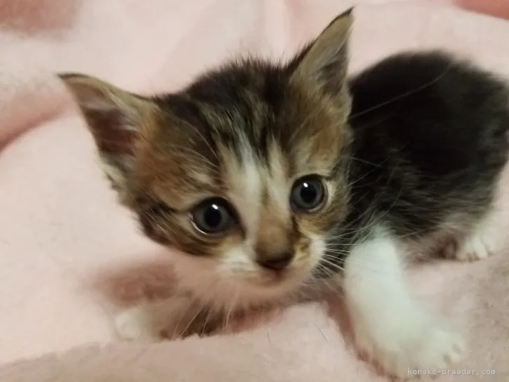ID：1812-01287の子猫