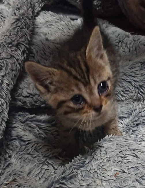 ID：2201-01007の子猫