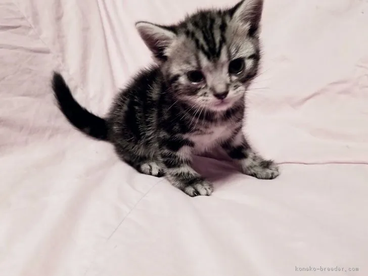 ID：1707-00664の子猫