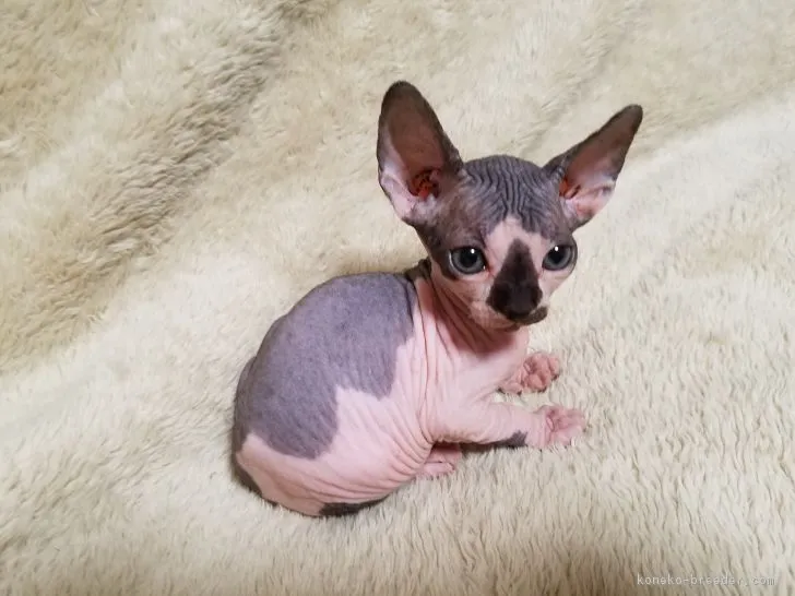 ID:1705-01307の子猫