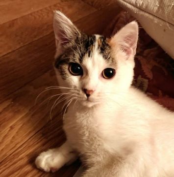 スコティッシュフォールド(立ち耳)【神奈川県・女の子・2020年9月10日・キャリコ】の写真「可愛いお顔と綺麗な毛並みが魅力です。」