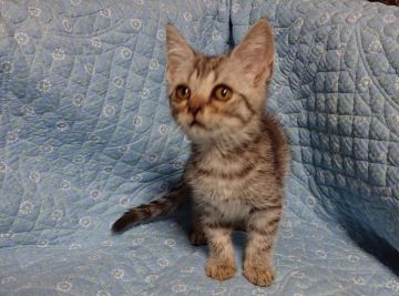 スコティッシュフォールド(立ち耳)【神奈川県・男の子・2020年12月5日・ブラウンタビー】の写真「元気な男の子で、とても人懐っこいです。」