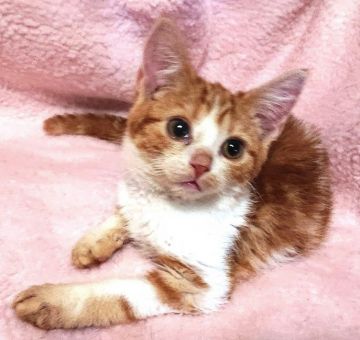 ブリティッシュショートヘア【神奈川県・男の子・2021年1月30日・レッドタビー&ホワイト】の写真「人懐っこい性格で、いつも側に寄り添ってきます。」