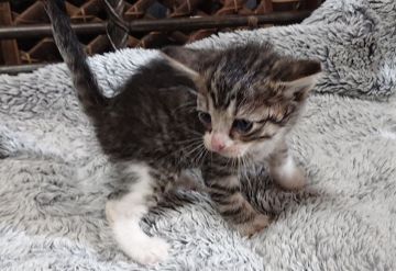 スコティッシュフォールド(立ち耳)【神奈川県・男の子・2021年11月22日・ブラウンタビー&ホワイト】の写真「目の回りに熊取りした模様が可愛く、優しい性格です。」