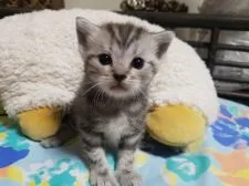 アメリカンショートヘア【神奈川県・男の子・2018年8月5日・シルバータビ-】の写真1