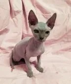 スフィンクス【神奈川県・男の子・2016年11月25日・ブルーミンク】の写真1