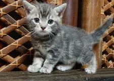 ブリティッシュショートヘア【神奈川県・男の子・2019年5月27日・ブルータビー】の写真1