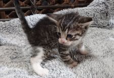 スコティッシュフォールド(立ち耳)