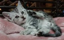 ブリティッシュショートヘア【神奈川県・男の子・2020年1月8日・ブルータビー】の写真2