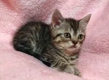 スコティッシュフォールド(立ち耳)【神奈川県・男の子・2021年3月25日・ブルータビー】の写真2