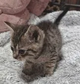 スコティッシュフォールド(立ち耳)【神奈川県・男の子・2021年11月22日・ブラウンタビー】の写真3