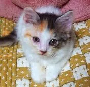 ブリティッシュショートヘア【神奈川県・女の子・2020年6月27日・キャリコ】の写真3