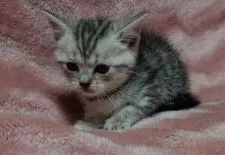 ブリティッシュショートヘア【神奈川県・男の子・2020年1月8日・ブルータビー】の写真4