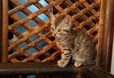 スコティッシュフォールド(立ち耳)【神奈川県・男の子・2021年3月25日・ブルータビー】の写真4