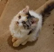 ブリティッシュショートヘア【神奈川県・女の子・2020年6月27日・キャリコ】の写真5