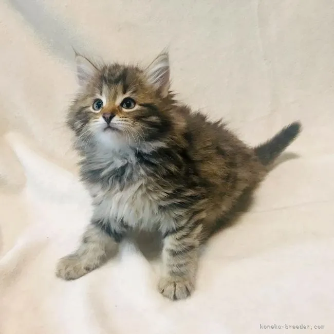 ID:2106-00411の子猫