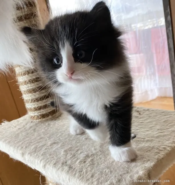 ID：2205-01735の子猫