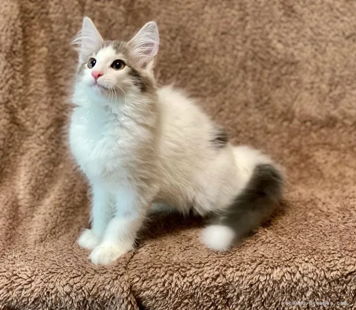 ID:2107-00304の子猫