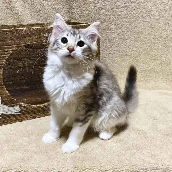 ID:2312-00292の子猫