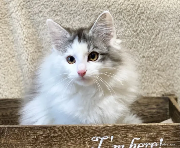 ID：2112-01610の子猫