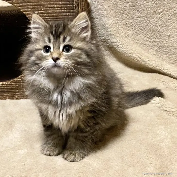 Y.T 様のお迎えした子猫