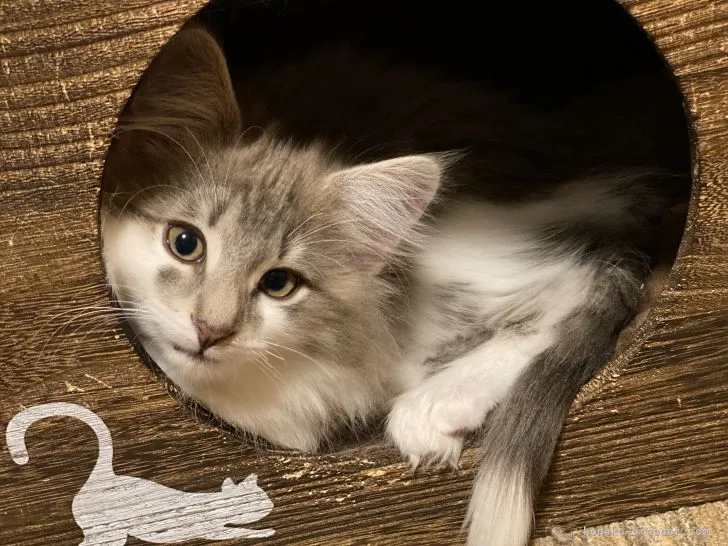ID:2203-00380の子猫