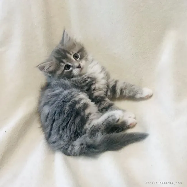 ID:2106-00414の子猫