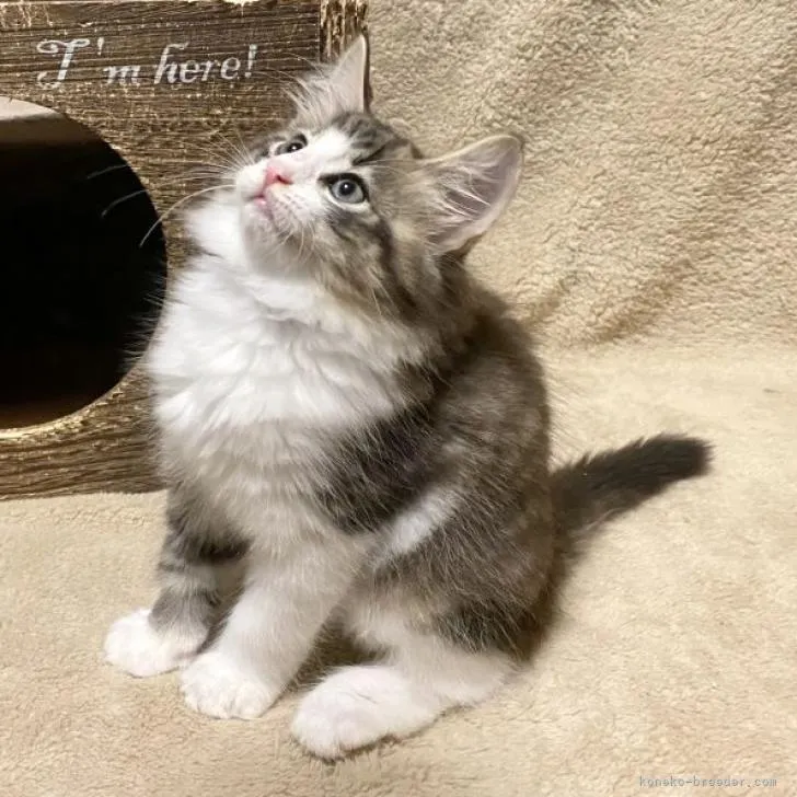 ID:2209-01320の子猫