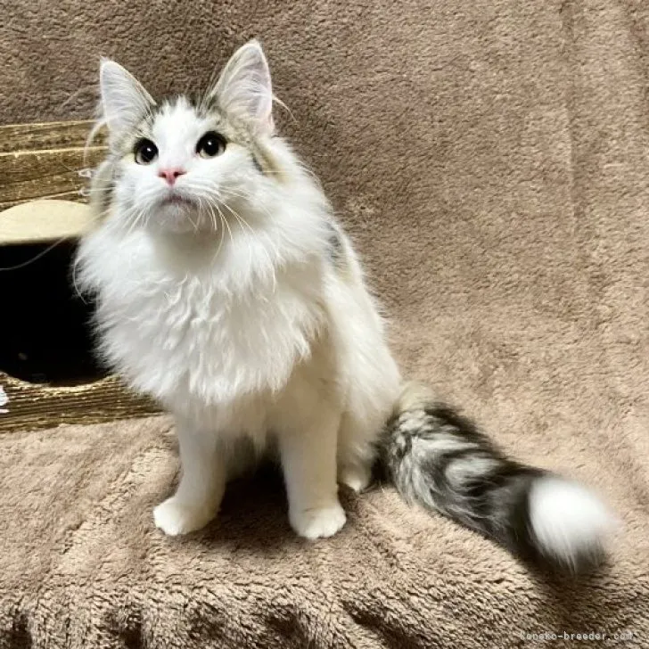 ID:2211-00396の子猫