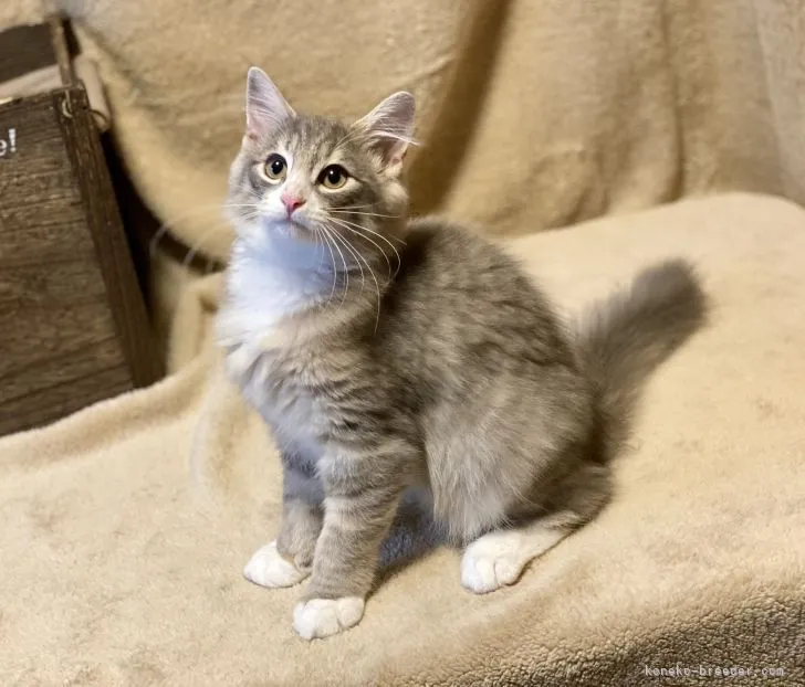 ID：2110-01120の子猫