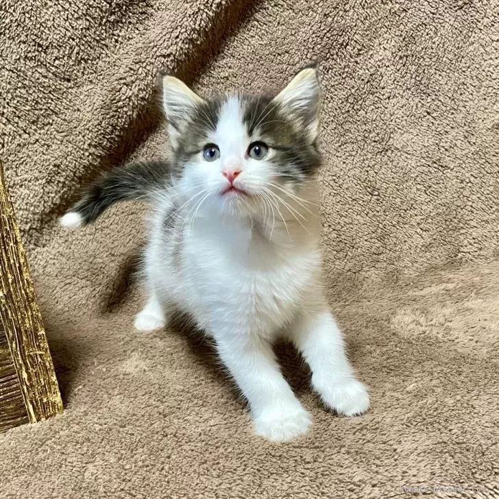ID:2411-00603の子猫