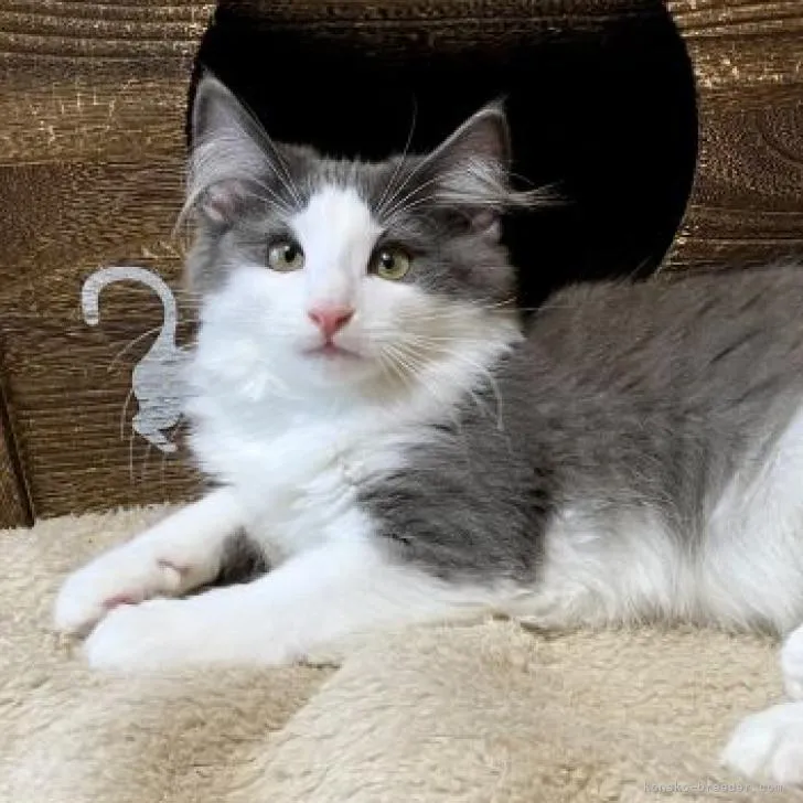 ID:2211-02617の子猫