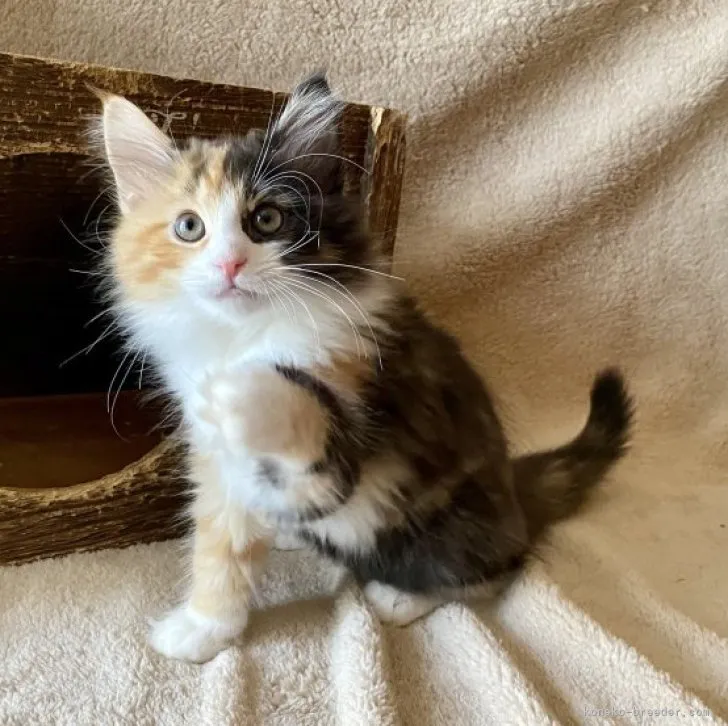 ID:2308-02157の子猫