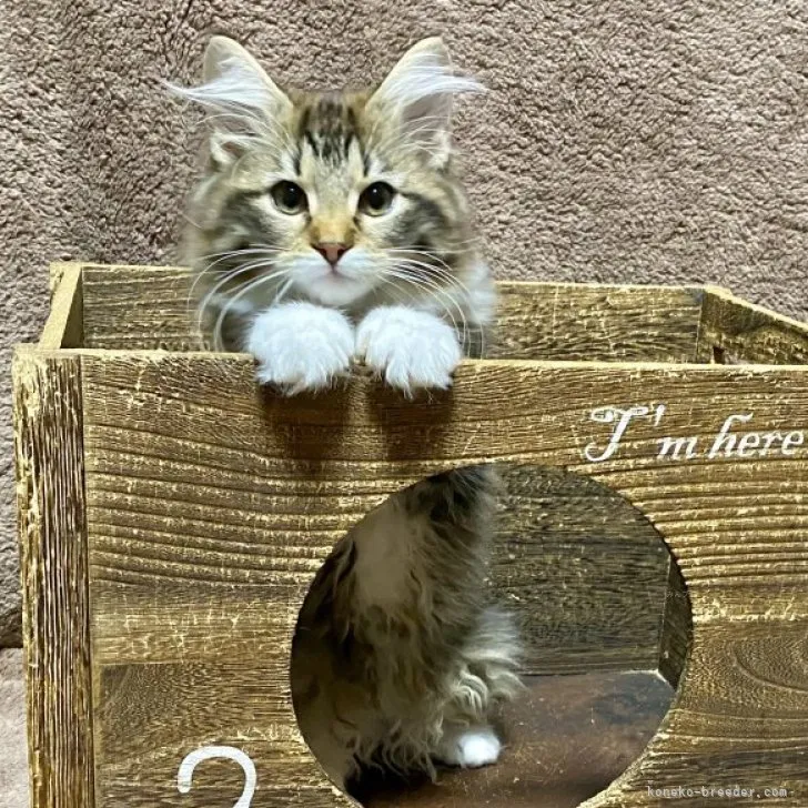 ID:2310-01381の子猫