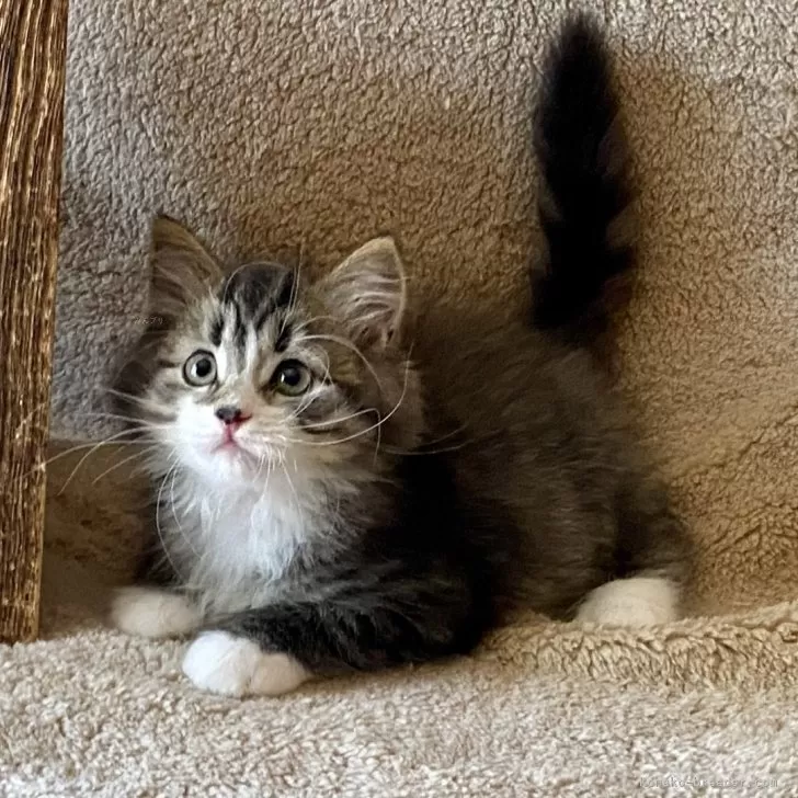 ID：2408-00497の子猫