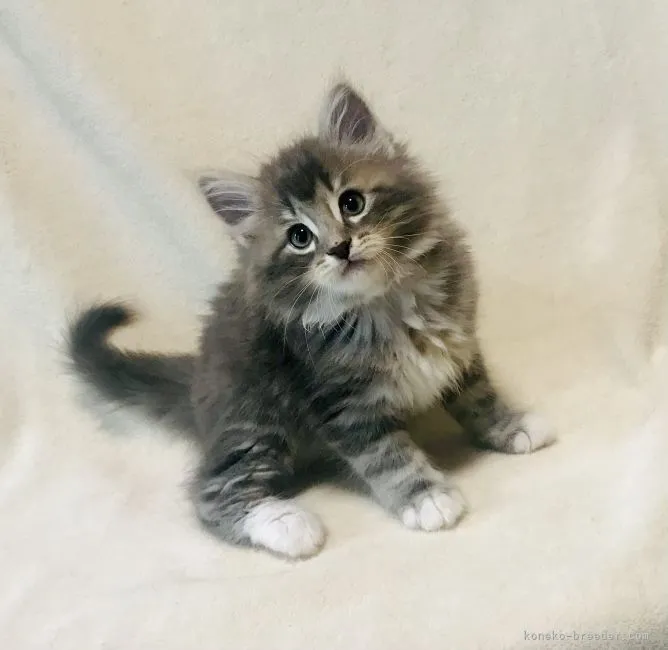 ID:2106-00409の子猫