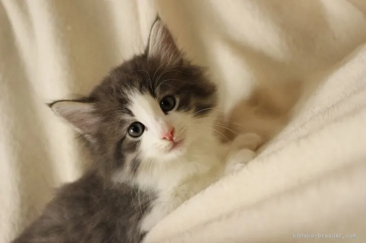 ID:1806-00677の子猫